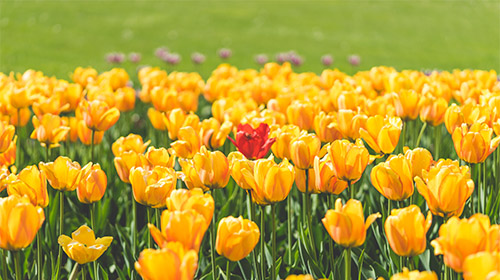 芳香植物產業研究及運營